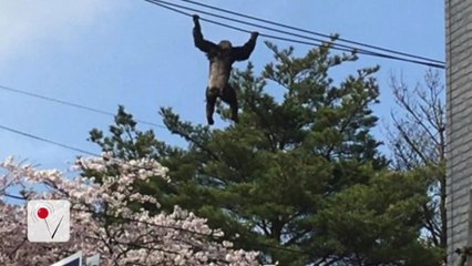 Chimp Escapes Zoo Takes a Swing on Power Lines