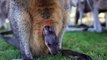 Première sortie pour ce bébé wallaby que met le nez hors du ventre de maman