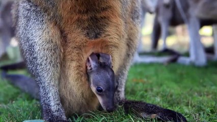 Première sortie pour ce bébé wallaby que met le nez hors du ventre de maman