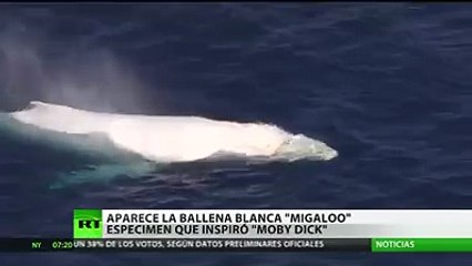 Inmensa ballena blanca es captada en las aguas de Australia