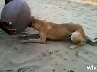 Kutta Da Kutta Kam Rahya