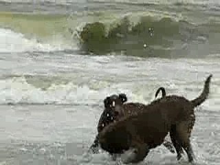 Cochise, le jeune chesapeake de 4 mois prend son 1er bain