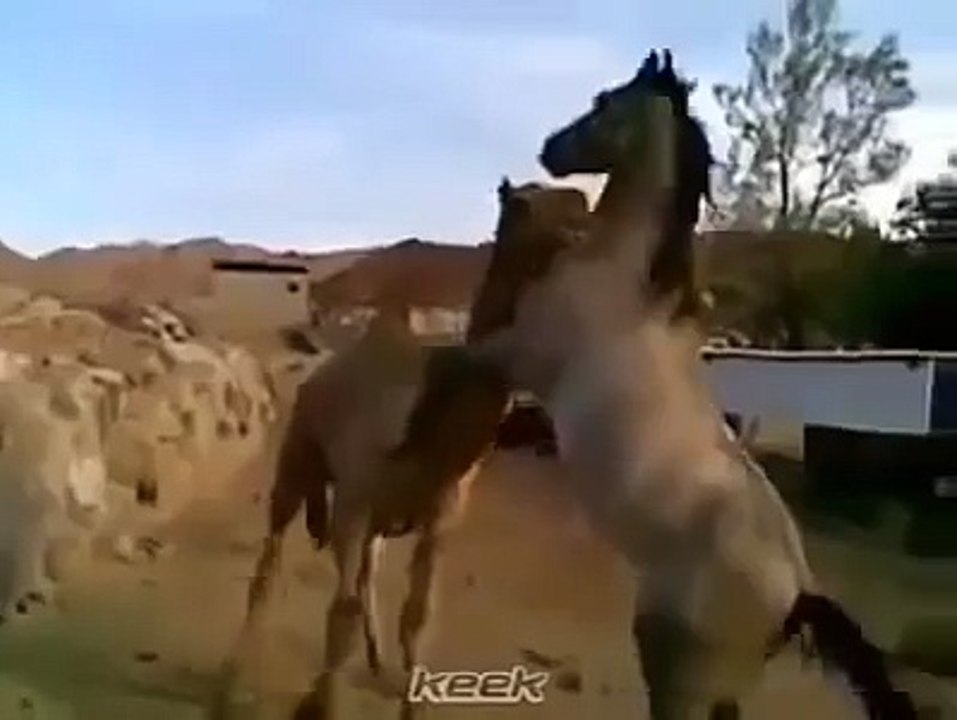 Voici les plus belles images d'amitié animale que j'ai jamais vues. Oh mon dieu.