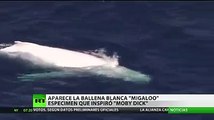 Inmensa ballena blanca es captada en las aguas de Australia