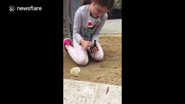 Six-year-old girl rescues ducklings