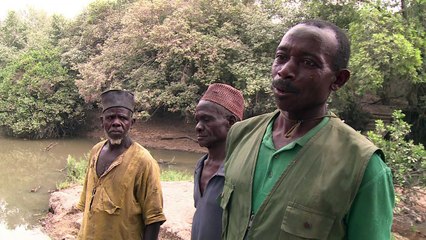 Nigerias letzte Elefanten sind in Gefahr