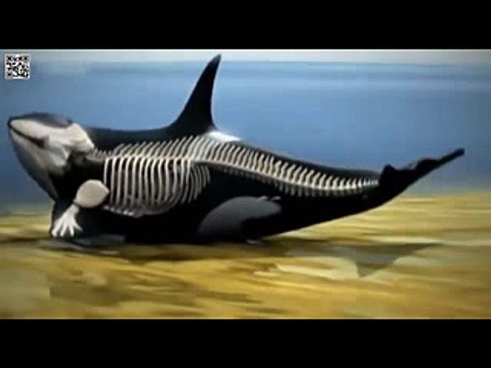 Orcas hunting a Blue Whale