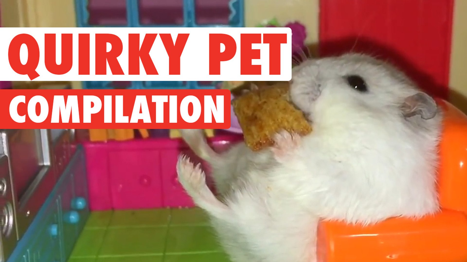 Quirky Pets || Funny Pet Compilation