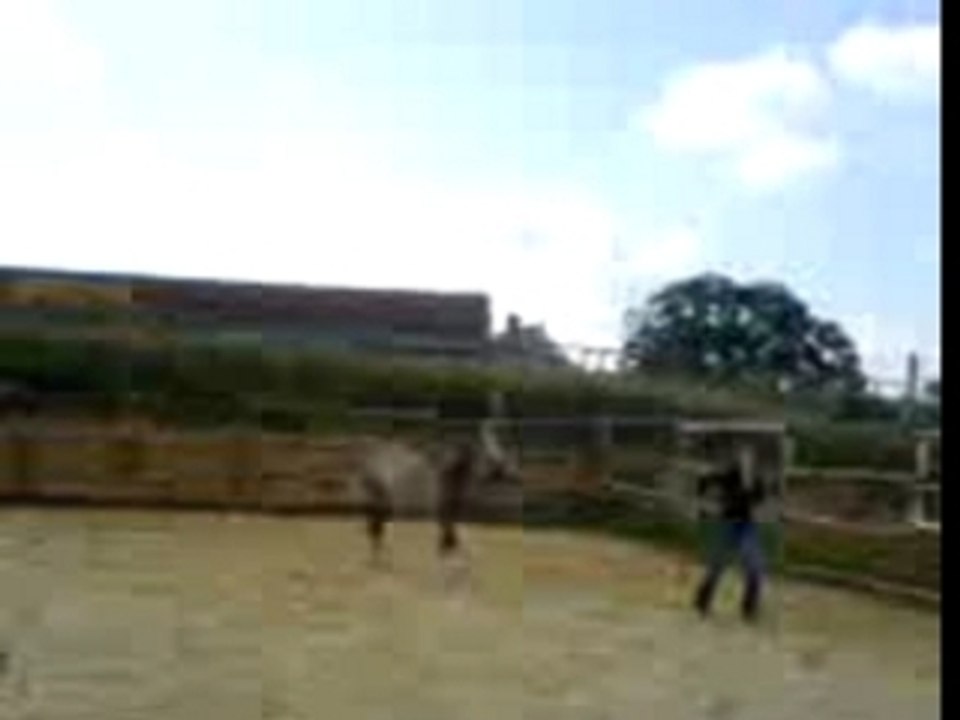 Pasha saut