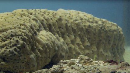 The Weirdest Hiding Place In The Sea