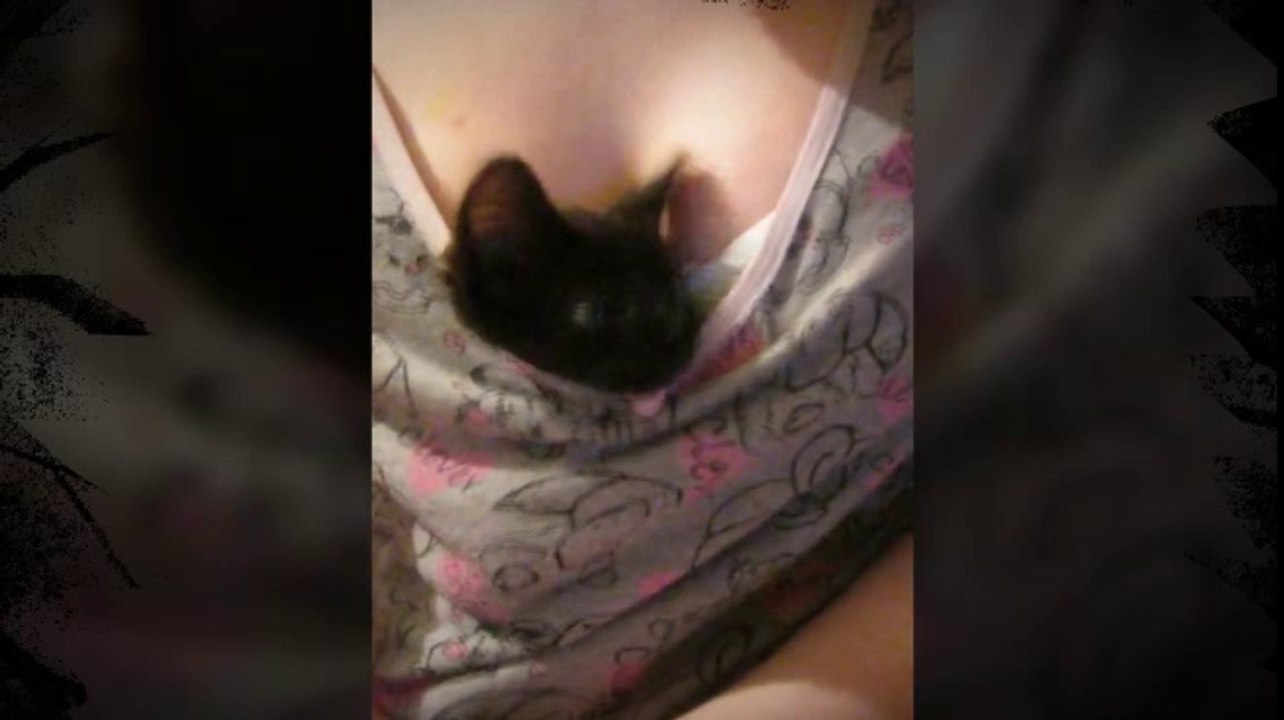Kızın Memelerine Saklanan Yaramaz Kedi