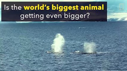 The World's Biggest Animal May Be Getting Bigger