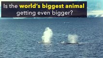 The World's Biggest Animal May Be Getting Bigger