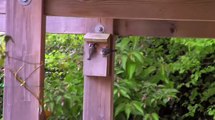 Blue Tits Fledge