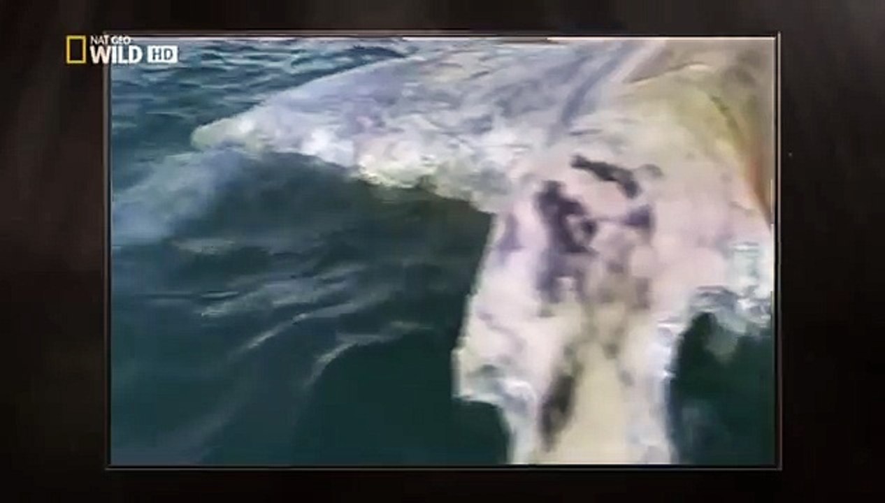 Zum Töten Geboren Weisser Hai Dokumentation/Doku