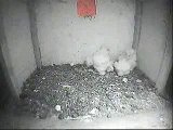 Littlest Cornish barn owlet under biggest's chin 2012-05-26-04h46m  BARN OWL TRUST