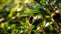 Bees population decline awareness