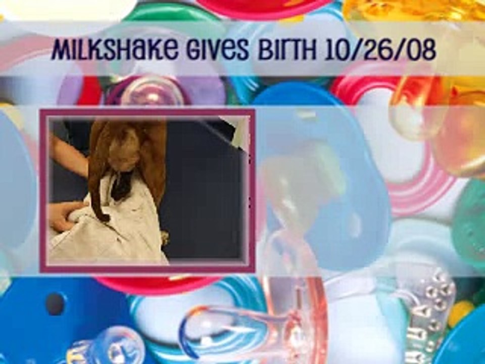 Milkshake Gives Birth