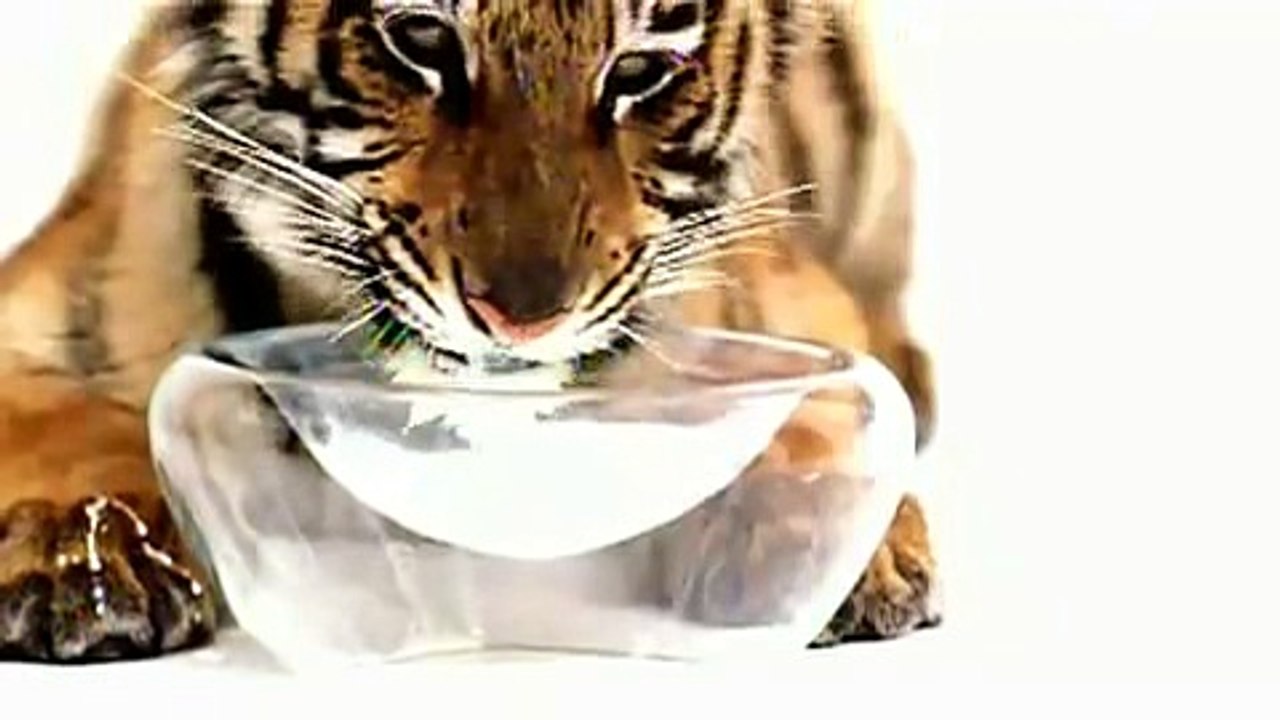 Eve - Who's That Girl