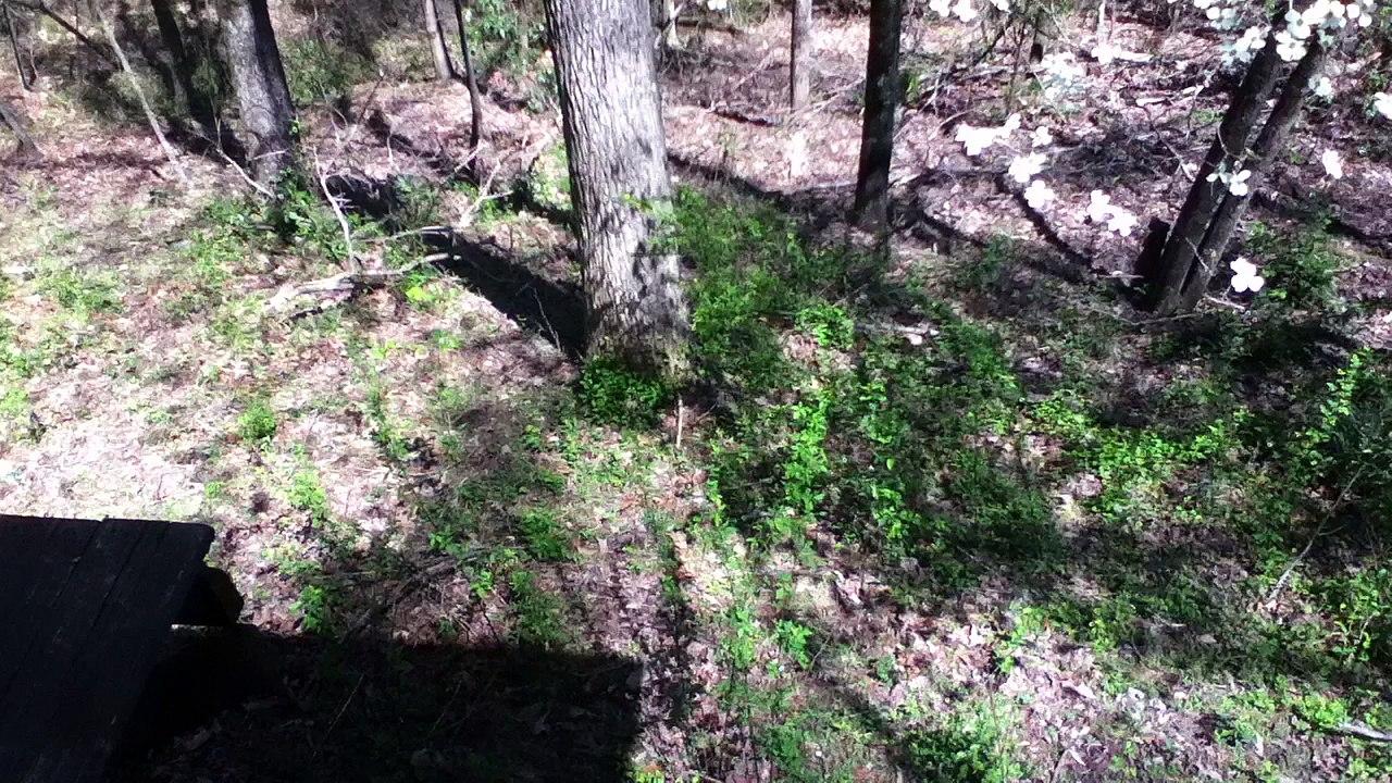 Z57 presents No Squirrels in Sight