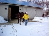 Quarter Horse Gelding - Jog Clip