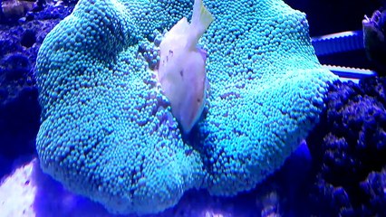 Carpet Anemon Eating Large Yellow Tang