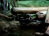 Baby River Otters at Monterey Bay Aquarium