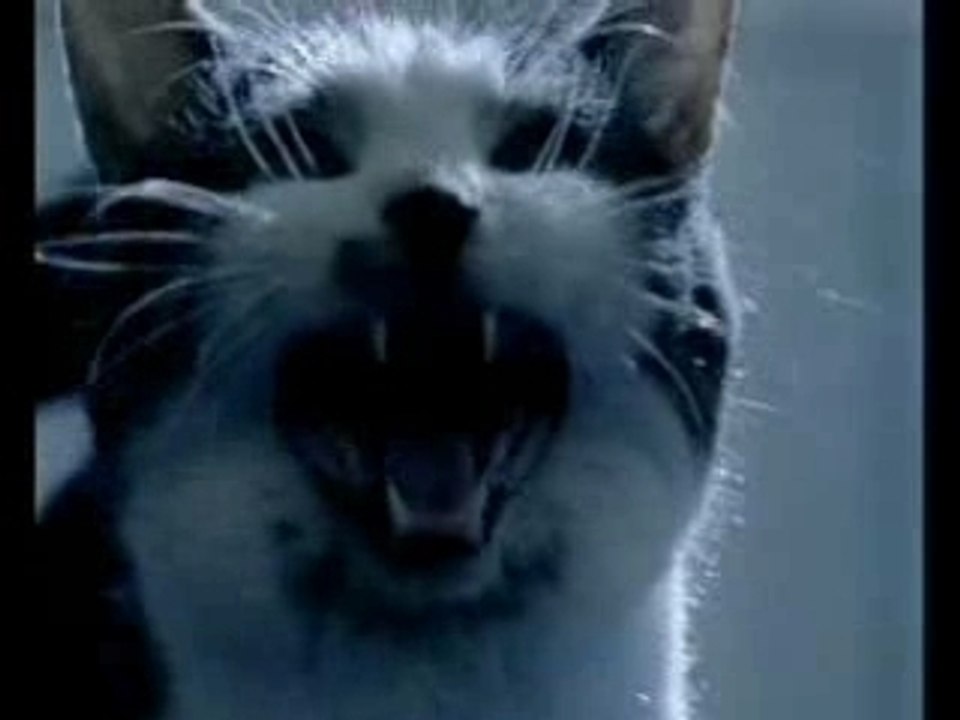 Laurent Artufel - Chéri j'ai rétréci le public