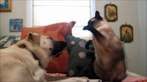 【猫パンチ】面白くてかわいいボクシング猫動画まとめ