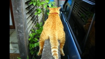 猫バスのライバル？おもしろ可愛い猫モノレール画像まとめ　Funny Cats