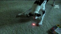 Baby and Dog Go Bonkers Chasing Laser Light