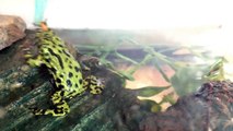 Fire belly toad eating mealworms