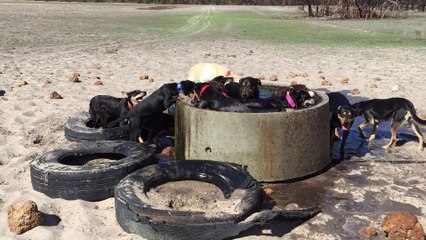 Thirsty Pups Enjoy Water / Run Dogs Run To The Watering Hole