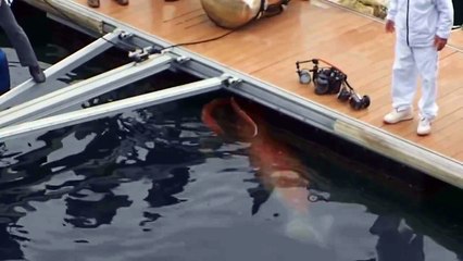 Un calmar géant filmé au Japon