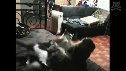 Real Cat Fight ( Watch With Sound)