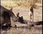 Lion attack Crocodiles   Crocodile kills Lion,Eat Lion vs crocodile 2016