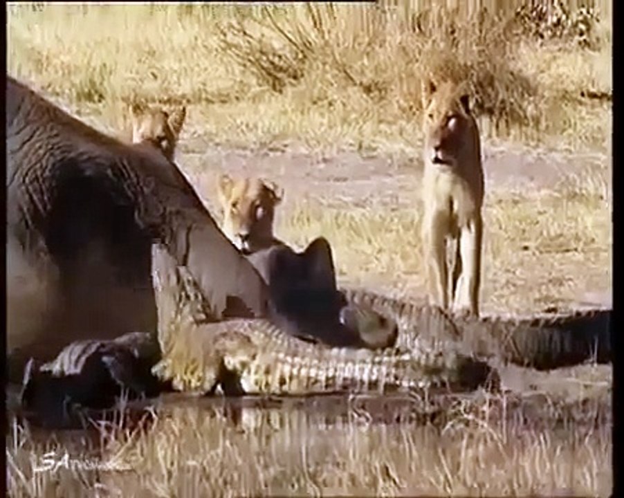Lion attack Crocodiles   Crocodile kills Lion,Eat Lion vs crocodile 2016