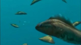 El pez cámbrico Haikouichthys antepasado de los vertebrados