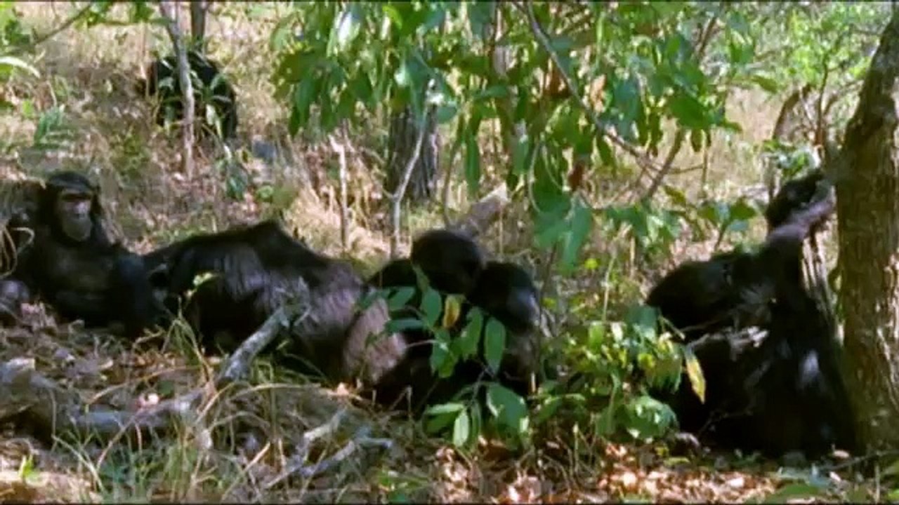 Triumph of Life (5) Brain Power