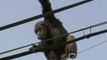 Chimpanzee Captured After Escaping Zoo