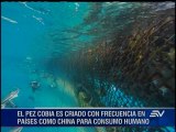 Reportan presencia del pez cobia en países vecinos