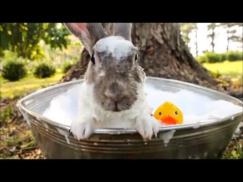 Cute Bunny Takes a Bath
