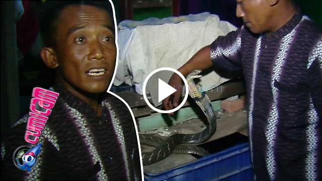 Irma Bule Tiada, Pawang Tetap Memelihara Ular King Kobra - Cumicam 15 April 2016