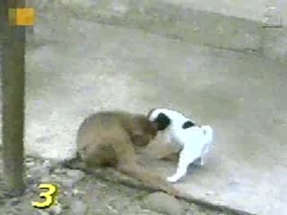 Monkey dog