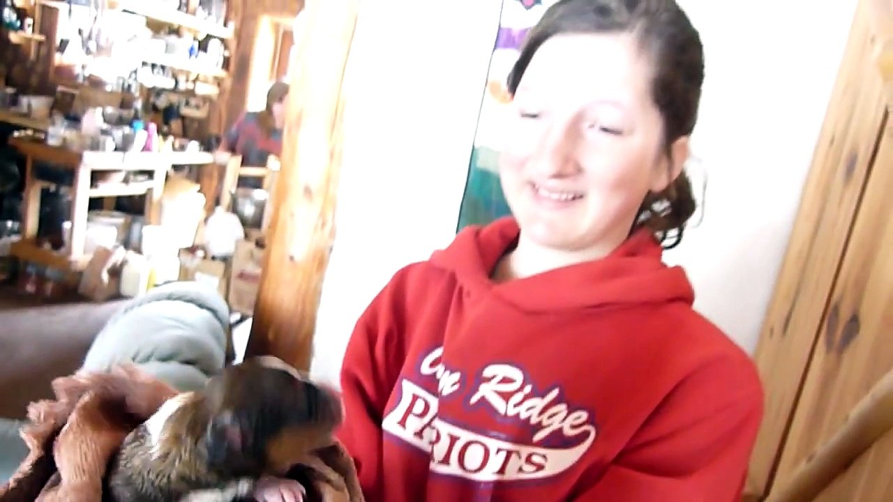 Ils présentent un jeune chiot à cette mère et à ses chatons... et regardez bien la réaction de la chatte !