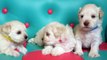 Jasmine's Puppies, November 20, 2015