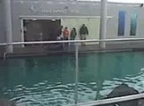 Cyril trains the Seals at the New England Aquarium