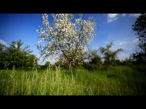 LE TRE FASI BUIE DELLO SVILUPPO DEL BAMBINO ALL’INTERNO DEL GREMBO MATERNO
