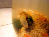 Mystery Snails Feeding