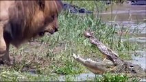 Lion vs Crocodile Real Fight -Crocodile Atacks Lion
